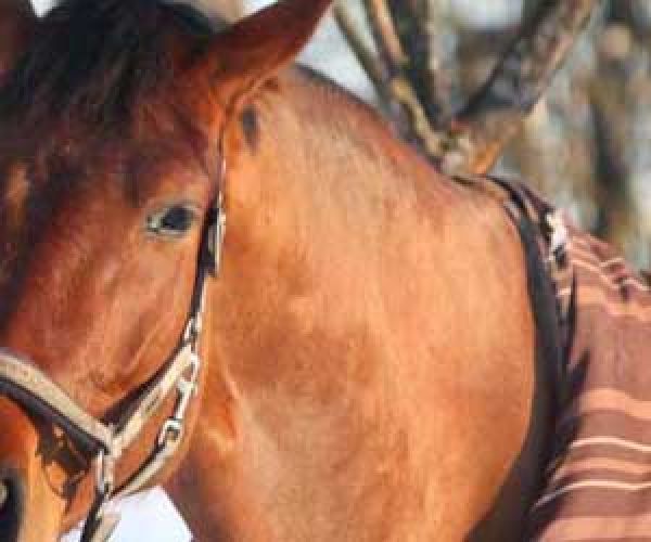 horse rug dry cleaning